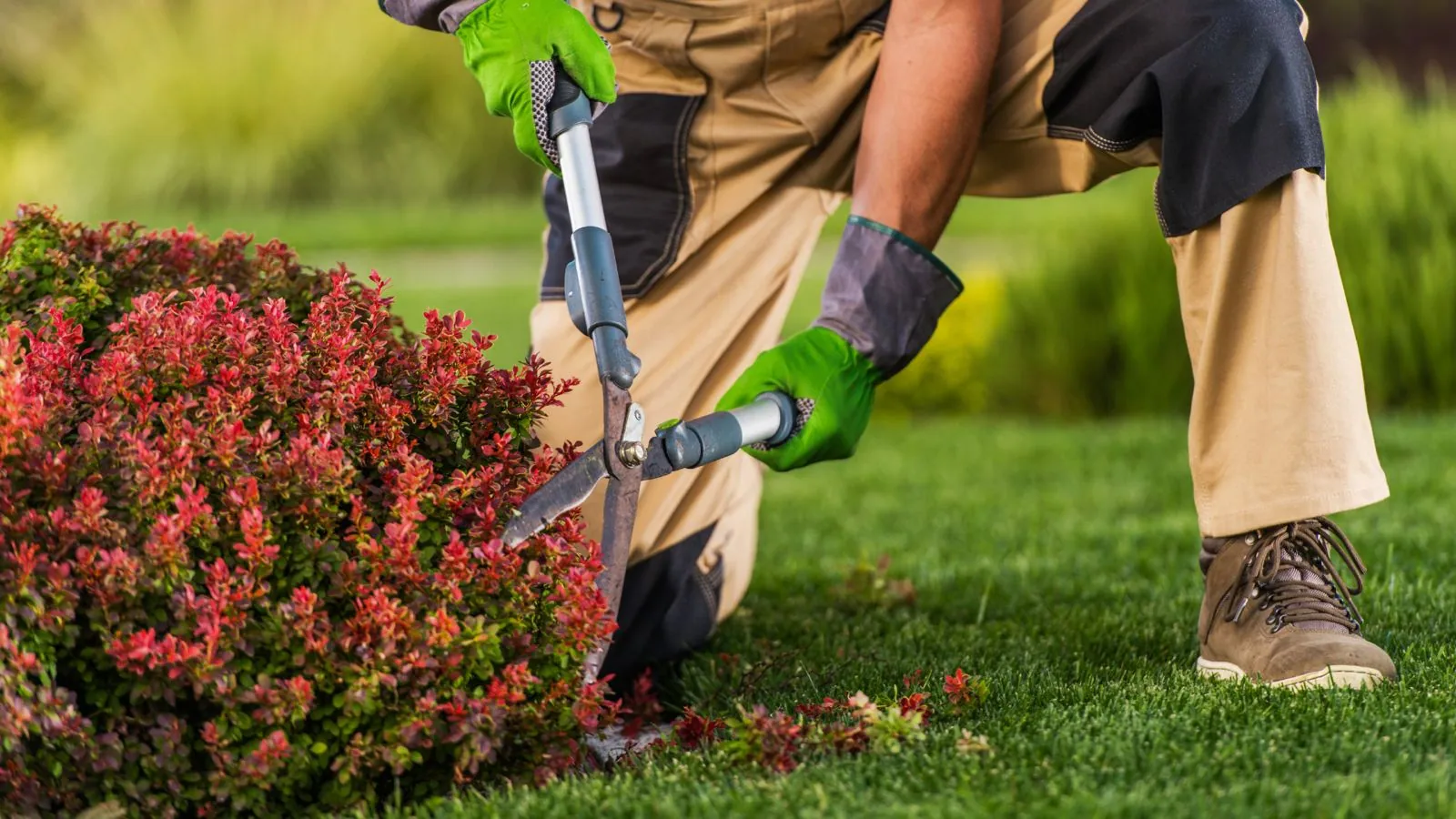 Close-up of a gardener wearing work pants and gloves, kneeling in a garden and using long-handled loppers to shape a decorative red barberry bush